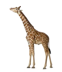 Abwaschbare Fototapete Giraffe Somalische Giraffe, allgemein bekannt als Netzgiraffe
