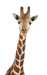 Somalische Giraffe, allgemein bekannt als Netzgiraffe