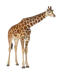 Papier peint photo autocollant rond Girafe Girafe somalienne, communément appelée girafe réticulée