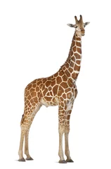 Papier peint photo autocollant rond Girafe Girafe de Somalie, communément appelée girafe réticulée