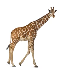 Photo sur Plexiglas Girafe Girafe de Somalie, communément appelée girafe réticulée