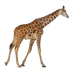 Crédence de cuisine en verre imprimé Girafe Somali Giraffe, commonly known as Reticulated Giraffe