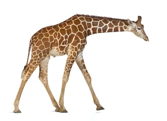 Papier Peint photo Lavable Girafe Girafe de Somalie, communément appelée girafe réticulée