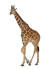 Papier Peint photo Lavable Girafe Girafe somalienne, communément appelée girafe réticulée