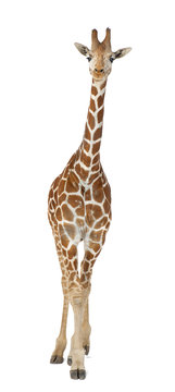 Somali Giraffe, commonly known as Reticulated Giraffe