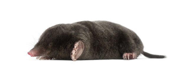 European Mole, Talpa europaea