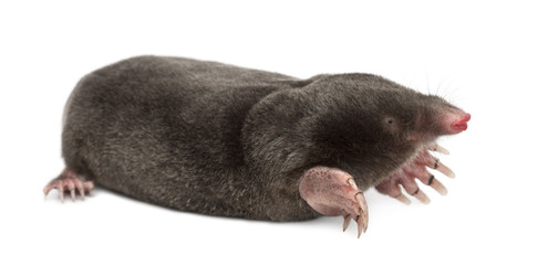 European Mole, Talpa europaea - obrazy, fototapety, plakaty
