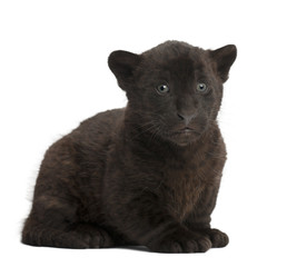 Jaguar cub, 2 months old, Panthera onca