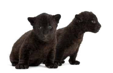 Obraz premium Jaguar cub, 2 months old, Panthera onca