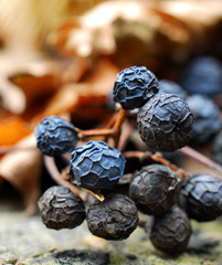 Getrocknete Veitchiibeeren