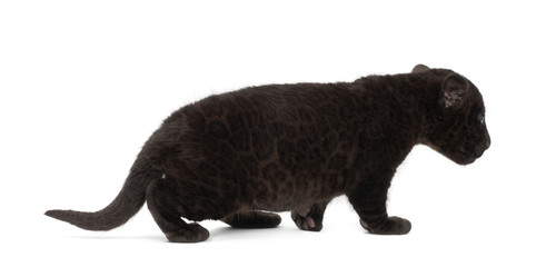 Fototapeta premium Jaguar cub, 2 months old, Panthera onca