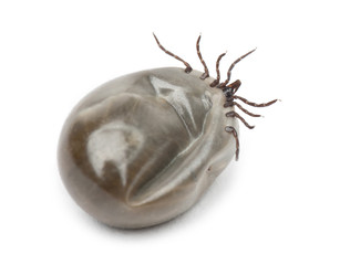 Engorged of blood Castor bean tick, Ixodes ricinus