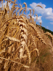 wheat field