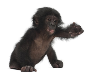 Naklejka premium Baby bonobo, Pan paniscus, 4 months old