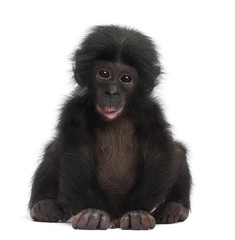 Baby bonobo, Pan paniscus, 4 months old - obrazy, fototapety, plakaty