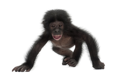 Baby bonobo, Pan paniscus, 4 months old