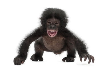 Fototapeta premium Baby bonobo, Pan paniscus, 4 months old