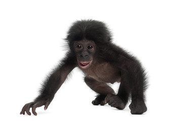 Fototapeta premium Baby bonobo, Pan paniscus, 4 months old
