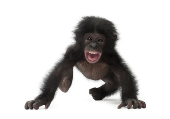 Baby bonobo, Pan paniscus, 4 months old