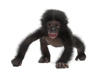 Obraz premium Baby bonobo, Pan paniscus, 4 months old