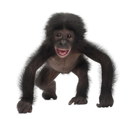 Bébé bonobo, Pan paniscus, 4 mois