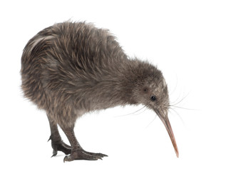 North Island Brown Kiwi, Apteryx mantelli, 5 months old