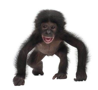 Baby bonobo, Pan paniscus, 4 months old