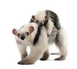 Tamandua, Tamandua tetradactyla mother, 3 years old
