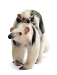 Tamandua, Tamandua tetradactyla mother, 3 years old, and child