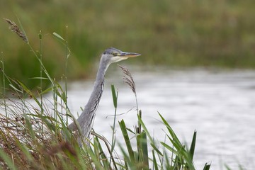 Grey Heron
