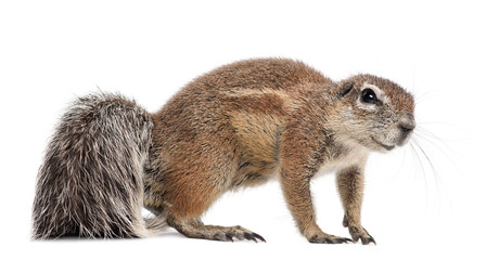 Cape Ground Squirrel, Xerus inauris