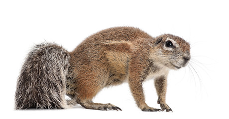 Obraz premium Cape Ground Squirrel, Xerus inauris