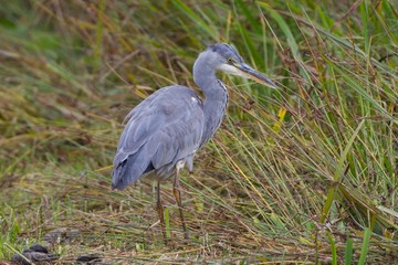 Grey Heron