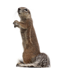 Cape Ground Squirrel, Xerus inauris