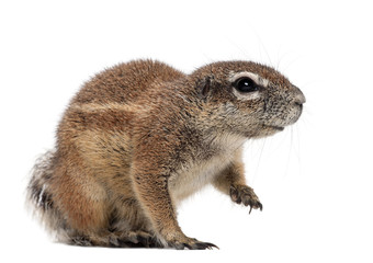 Cape Ground Squirrel, Xerus inauris