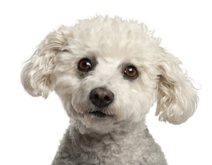 Bichon Fris√©, 5 years old, against white background