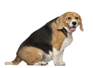 Fat Beagle, 3 years old, sitting against white background