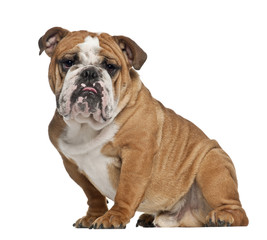 English Bulldog, 10 months old, sitting against white background