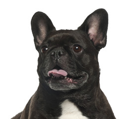 French Bulldog, 5 years old, against white background