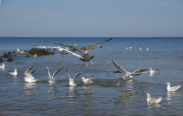 sea gull