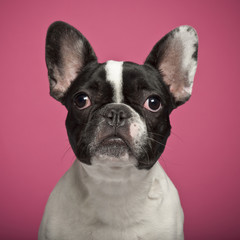 French Bulldog against pink background