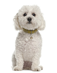 Bichon Fris√©, 5 years old, sitting against white background