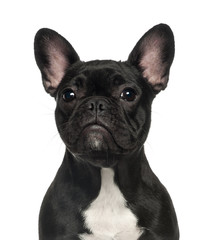 French Bulldog puppy, 6 months old