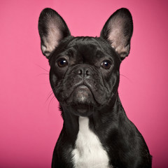 French Bulldog puppy, 6 months old