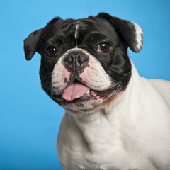 French Bulldog against blue background