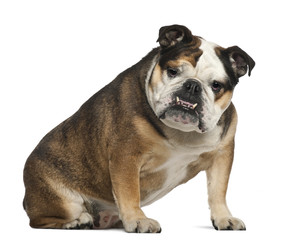 Fototapeta premium English Bulldog, 6 years old, sitting against white background