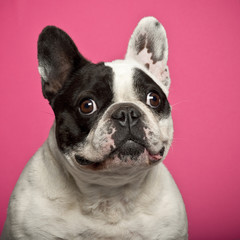 French Bulldog, 5 years old, against pink background