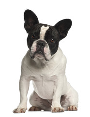 French Bulldog sitting against white background