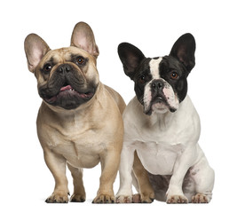 Obraz premium French bulldogs sitting against white background