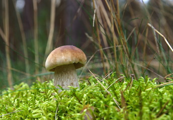 boletus